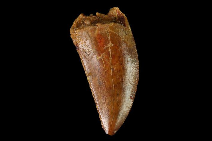 Raptor Tooth - Real Dinosaur Tooth #157905